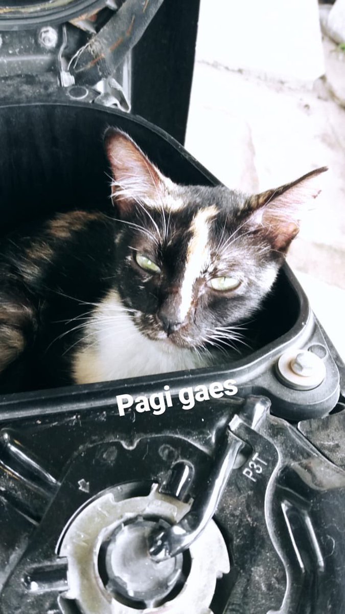 ArifImaduddin2's tweet photo. #cat https://t.co/UrpU2djPxS
