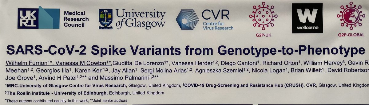 There we go, poster is up at #Nido2023 <a href="/nidovirus2023/">@NIDO2023</a>! Interested in hearing more about SCV2 spike variants using recombinant live viruses and associated phenotypes + virulence? Come along for a chat! Vanessa Cowton (not on Twitter) and myself will be happy to tell you more