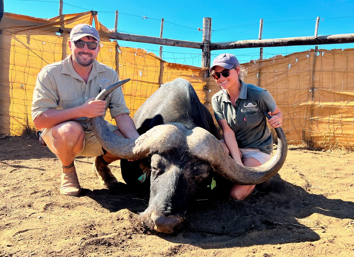 SignatureWild's tweet image. Leba son, measured 50 2/8" with an SCI of 137" at the young age of 5 years 3 months! Some exciting bulls coming though!