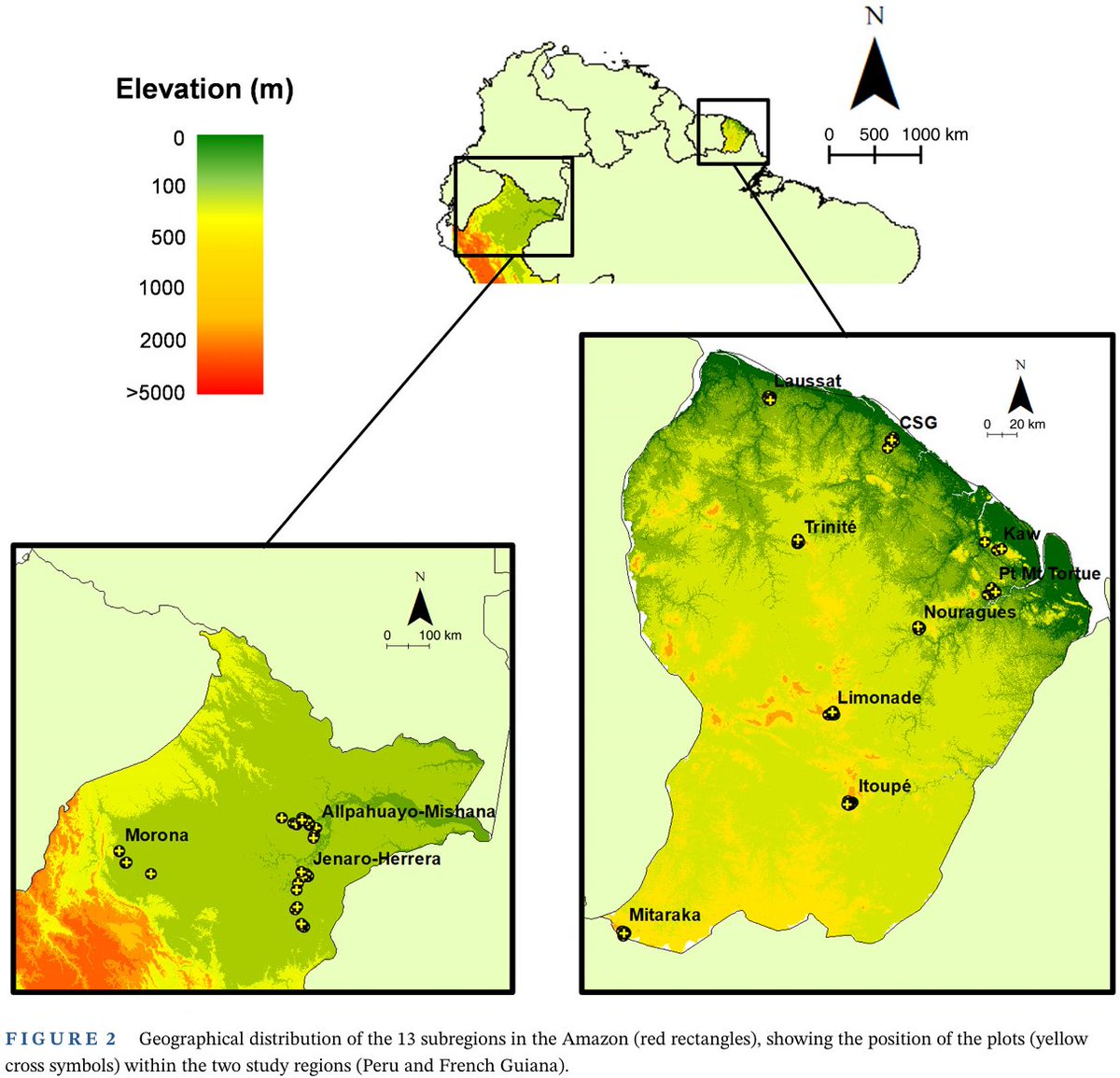 davbauman's tweet photo. The study uses an elegant nested sampling design of 101 plots capturing contrasting soil habitats at both regional and basin-wide scales, from Eastern (Peru) to Western Amazonia (French Guyana), with detailed leaf and root traits collected on >8300 stems for 1625 sp.  
🧵 [3/3] https://t.co/TcZSWWsjyZ