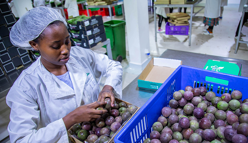 FreshRwanda's tweet photo. Unveiling the finest horticulture exports from Rwanda's thriving fields! 🥑🥦🌶️@FreshRwanda delivers impeccable quality in every shipment. Elevate your international markets with our premium crops! French beans, Avocado, chili, passion fruit..#GardenFreshRwanda #ExportExcellence https://t.co/JDLcMV2PVr
