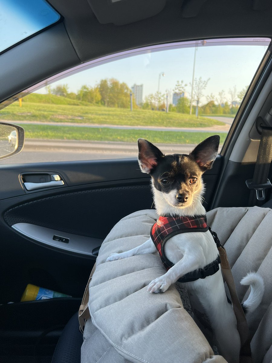 asyalu's tweet photo. пусть солнышко будет и здесь 🐶🤧 https://t.co/BDtAjIhZl1