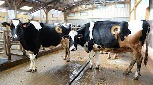 PatouMail's tweet photo. 15/05/2023
#ProduitsLaitiers
😜
#HORSsujetQUOIque
&amp;
#pfizer #bourla
le 
#maqueRONDS @EmmanuelMacron
🤪
#COMPRENDquiVEUT 

Les gens sont fous, les temps sont flous
https://t.co/b5Z3atdQa6 https://t.co/EOZ1sxUMKW