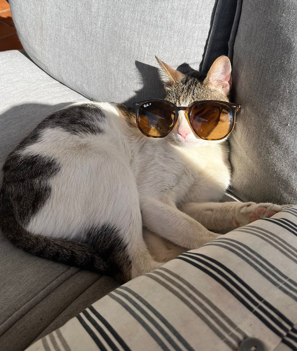 SAhar_BORoumand's tweet photo. GM family! Happy lazy Monday. Holidays countinues in Madrid and Cyrus needs sunbath🤣.
#NFTs #NFTdrops #NFTsales #tezos #tezoscollectors #womaninnft #portraits #cleannft #womenintime https://t.co/c54oMYWArm