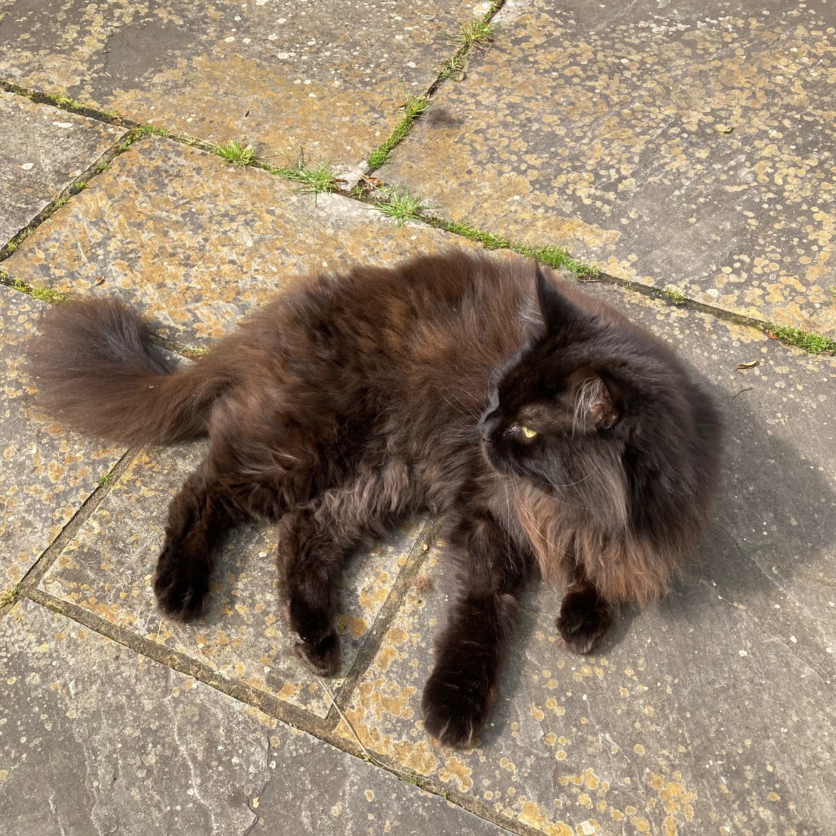 PopmasterPigeon's tweet photo. Getting into position for #PopMaster. #PopMasterPets #PetMaster https://t.co/LUxBc8jgTY
