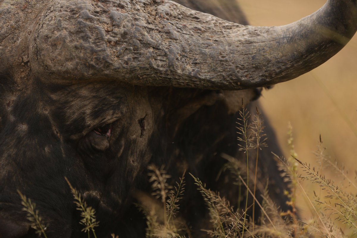 SignatureWild's tweet image. Looking for Mature Buffalo Bulls with character? Visit the Vaalkrans sale, Eastern Cape , the 23rd of May at 12:00. See you there!