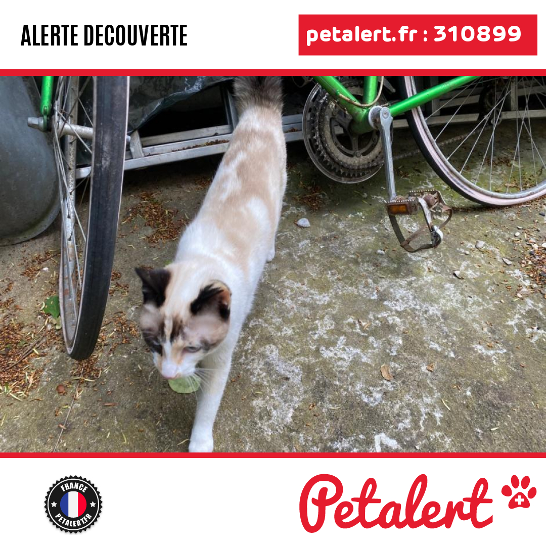petalert_france's tweet photo. Trouvé #Chat #ValDeMarne #FontenaySousBois #Petalert #PetAlert94 / https://t.co/S7j6n4oObp https://t.co/8NcK9fEnhY