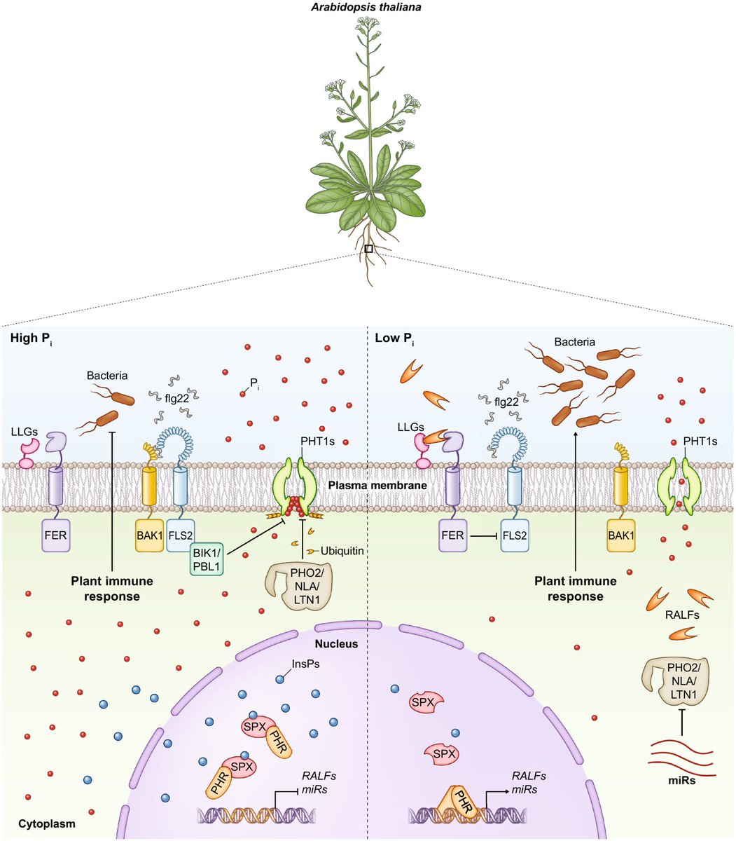 AbioticStress's tweet image. Tansley review by Michael Paries &amp;amp; @carogutj @NewPhyt

The good, the bad, &amp;amp; the #phosphate:  regulation of beneficial &amp;amp; detrimental plant–#microbe interactions by  the #plant phosphate status

nph.onlinelibrary.wiley.com/doi/10.1111/np…

#PlantSci #AgTwitter @HostMicrobeLit @CropGlobal @MicrobioSoc