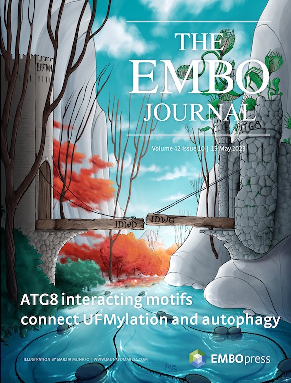 The EMBO Journal (@embojournal) on Twitter photo Issue 10
Highlight: mitochondrial ATP synthase as ATP consumer
2 methods for creating bespoke aneuploid cells
Phospholipids & IFITM3-mediated antiviral immunity
Redox regulation of EGFR PPase RPTPγ
<a href="/munafomarzia/">Marzia Munafò</a>  cover for <a href="/PlantoPhagy/">Yasin Dagdas</a> & @gekaragoz groups
embopress.org/toc/14602075/2… Issue 10
Highlight: mitochondrial ATP synthase as ATP consumer
2 methods for creating bespoke aneuploid cells
Phospholipids & IFITM3-mediated antiviral immunity
Redox regulation of EGFR PPase RPTPγ
<a href="/munafomarzia/">Marzia Munafò</a>  cover for <a href="/PlantoPhagy/">Yasin Dagdas</a> & @gekaragoz groups
embopress.org/toc/14602075/2…