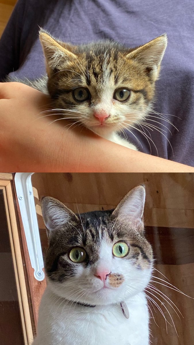 生後3ヶ月の500g台で拾って（母親が現れずずーっと鳴いてた）今では4.5kgになり元気いっぱい〜！一緒に暮らせて下僕は幸せです。 https://t.co/4QjgPDPGQE