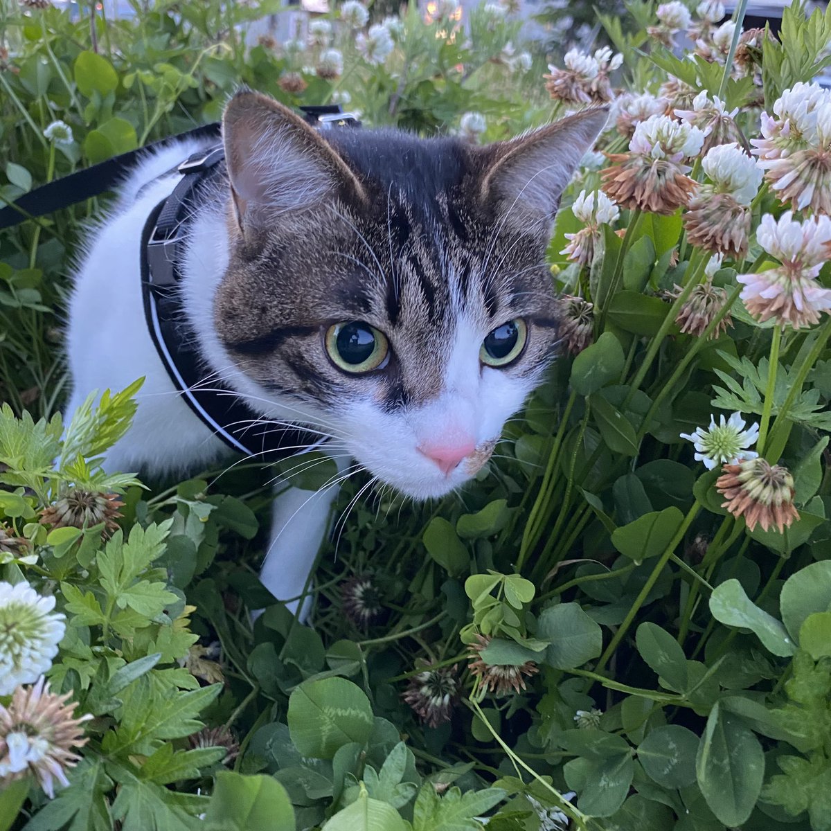 2歳のお誕生日おめでとう！誕プレは新しいリードと首輪とチュール！！
#猫好きさんと繋がりたい 
#猫のいる暮らし https://t.co/3gz8Upvv0X