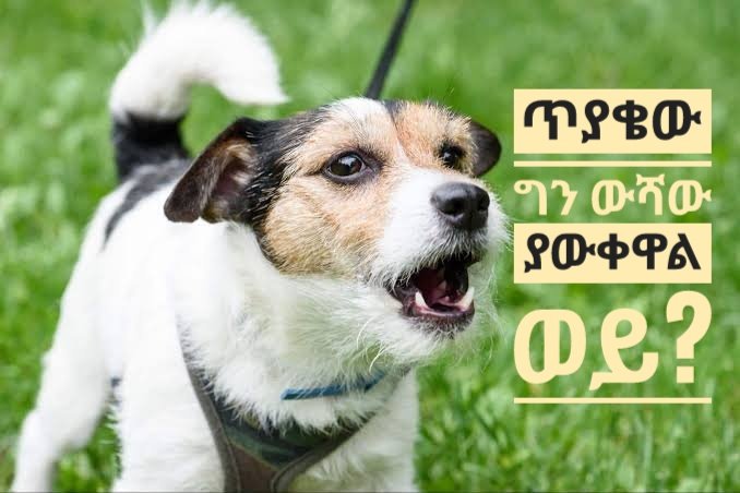 Awolkebede's tweet photo. ጥያቄው ግን ውሻው ያውቀዋል ወይ? 

ጁነይዲ የሱፊዝም መምህር ናቸው። በቀልድ እያዋዙ ቁምነገር ያስጨብጣሉ። አንድ ቀን ጁነይዲ ወዳጃቸው የኾነና አዘውትሮ የሚጎበኛቸውን አገረ ገዢ በተራቸው ሊጎበኙት ወደ ቤቱ ይሄዳሉ:: https://t.co/sbaRKCY0fu