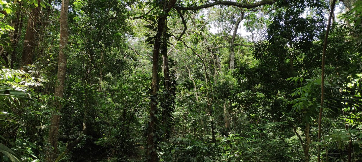 davbauman's tweet photo. New paper out in @ESAEcology , led by @JasonVleminckx, testing alternative hypotheses relating #soil and tropical tree species' niche in #Amazonia. 
➡️ We find that species' edaphic niche range increases with their niche position (conditions where sp. occurs the most).
🧵 [1/3] https://t.co/ex8Zoe7UNr
