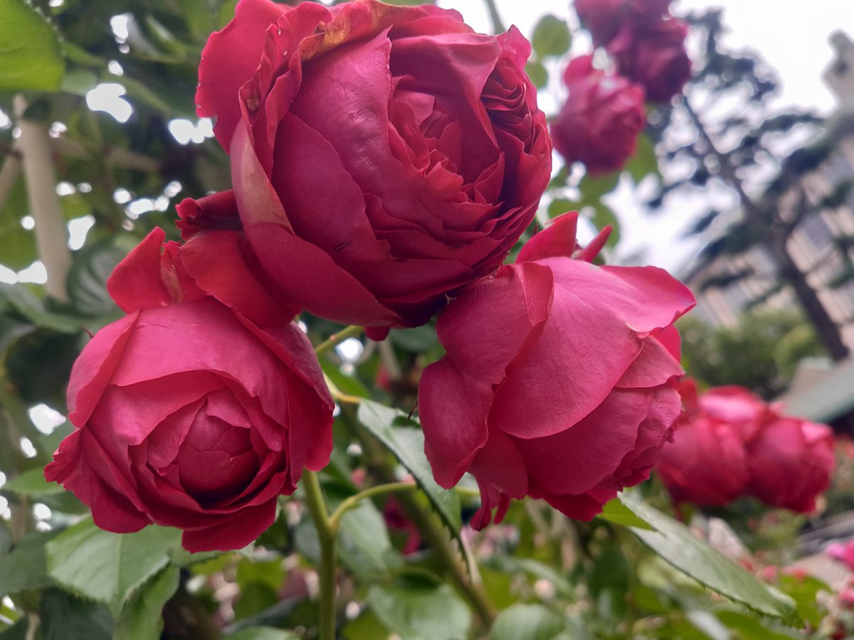 「東京競馬場、薔薇の手入れが綺麗だったし、博物館方面も沢山咲いてたし、コース周りや」|うみうし🐴 イラスト依頼受付中のイラスト