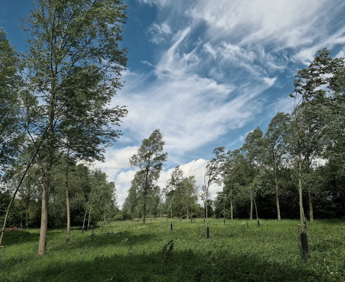 The countdown to the <a href="/AFOpenWeekend/">Agroforestry Open Weekend</a> continues. How about visiting <a href="/spainsestate/">Spains Hall Estate</a> for a tour with <a href="/arugglesbrise/">Archie Ruggles-Brise</a> of their big planting ambitions #agroforestry #perennialcropping @WoodlandTrust @agroforestrynw <a href="/FFC_Commission/">Food, Farming and Countryside Commission</a>