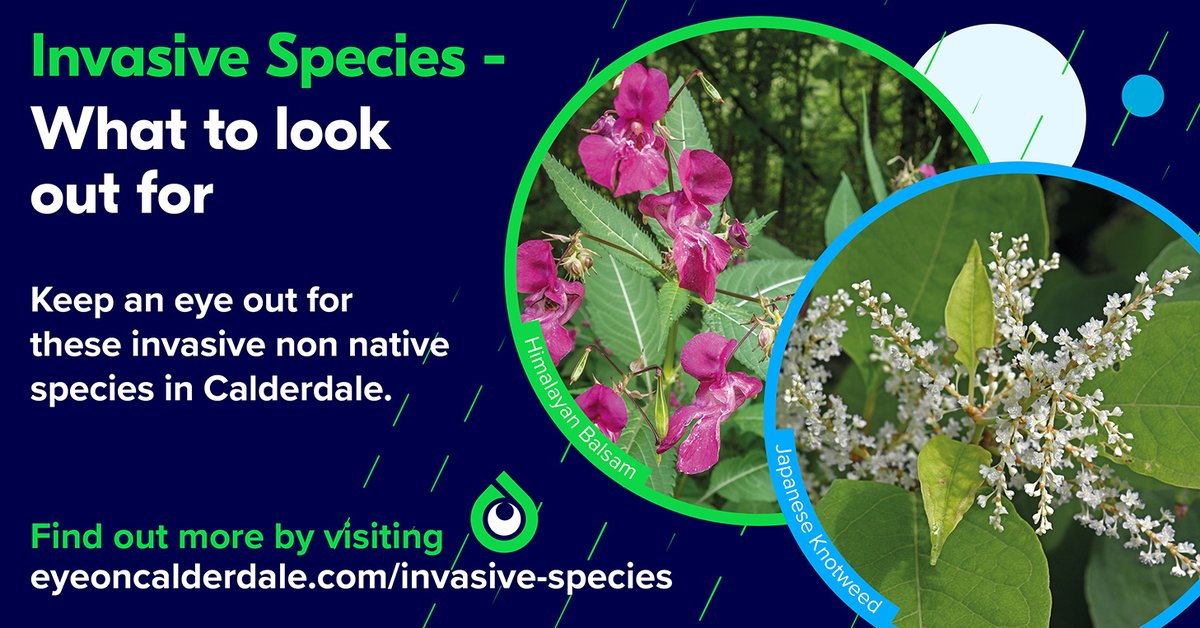This week is Invasive Species Week. Invasive species are animals or plants that have been brought to an area in which they do not naturally occur. Help us #StopTheSpread by visiting: crowd.in/6nE1ub 🌿🌺#INNSweek