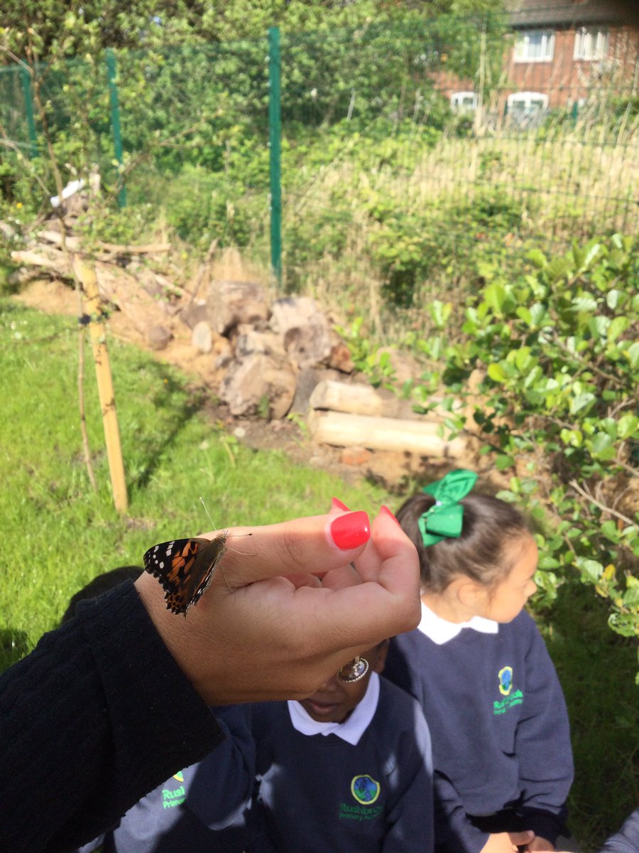 This morning we released our beautiful butterflies 🦋🦋🦋🦋🦋 #eyfs #wearebrightfutures #lifecycles #rushbrookfamily #montessori