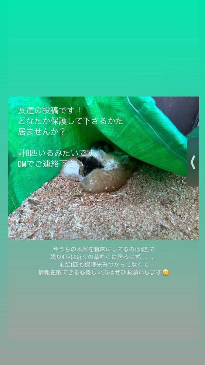 nanoluvsteb's tweet photo. 子猫保護してくださる方おられましたらご連絡ください！
拡散もしていただけたら幸いです。
場所は大阪池田です。 https://t.co/jkNuJCpGma