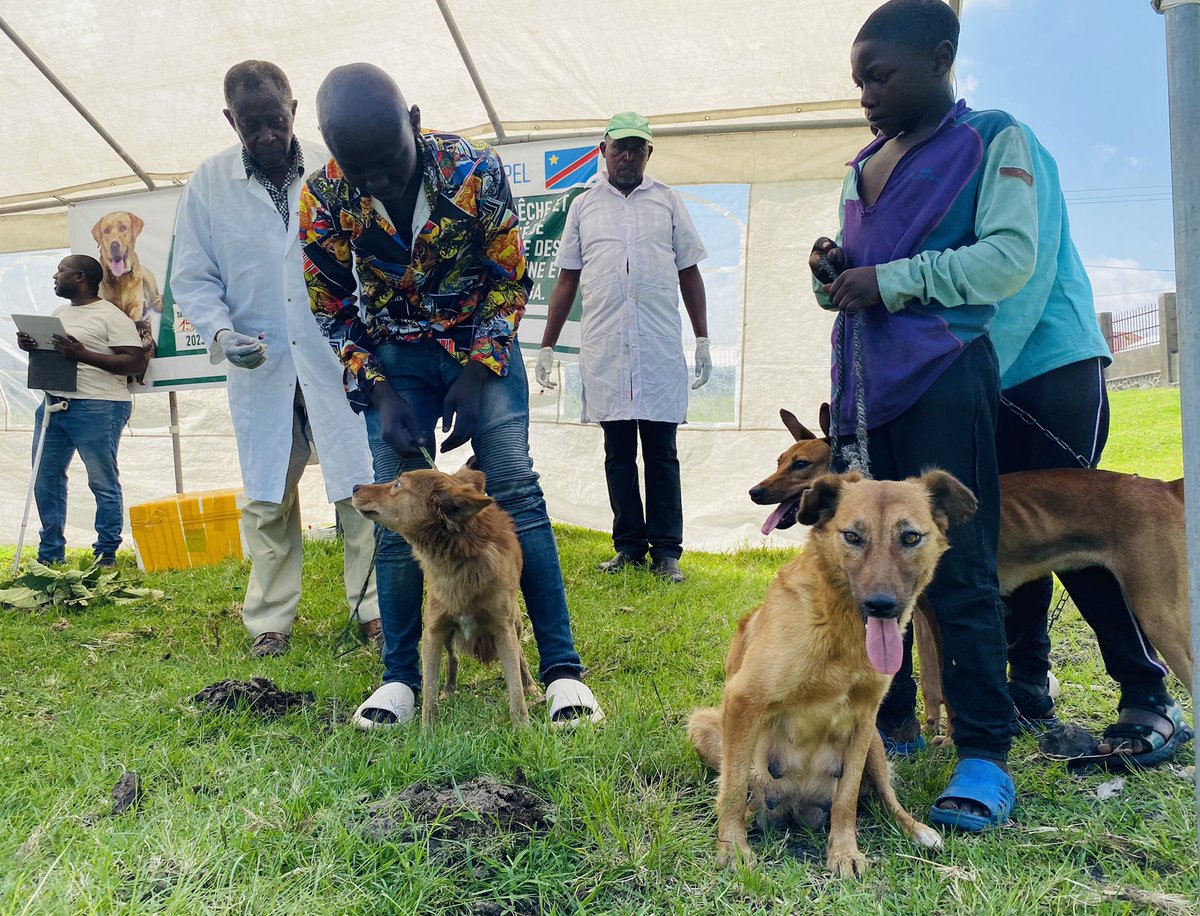 josephtsongo14's tweet photo. Sensibilisation et vaccination gratuite des animaux de compagnie contre la rage canine et féline autour du parc des Virunga par l’organisation locale #IDPE en Republique Démocratique du Congo. 
Pour le bien-être de l’homme et de l’animal…équilibre !

@SusyUtzinger @anaw_africa https://t.co/IjNVJqAjoi