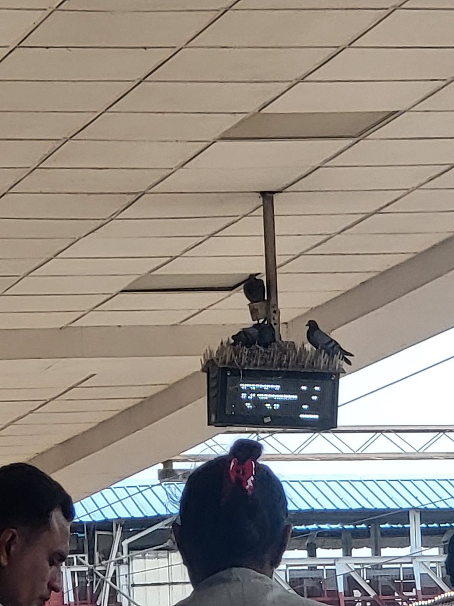 vishalmehta29's tweet image. #thinksolutions : Check whether your soultions actually works. This is platform indicator fitted with white spikes to avoid birds sitting on them. Looks like in secod pic that intended use is definetly not working.