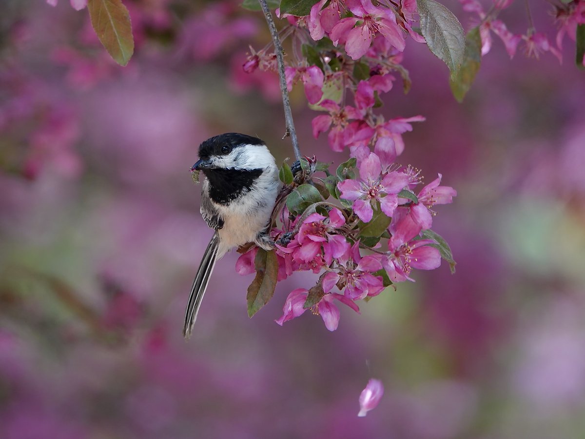 Black Capped Chickadees at Peace Garden at Ivey Park in #ldnont