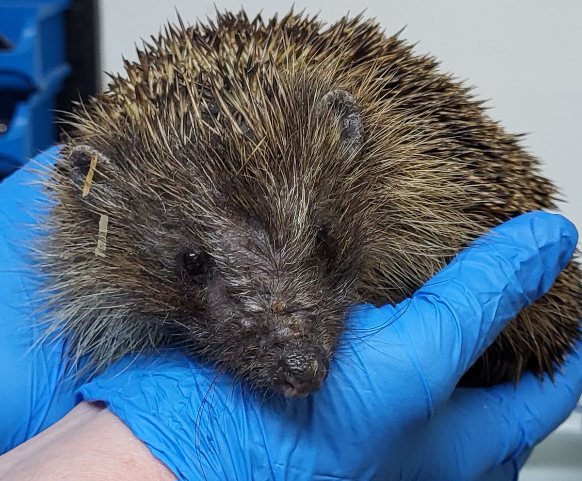 A picture of Spike, a lovely old lady hedgehog, who has been nursed back to health by the care & kindness of the combined forces of the mighty Wath Hedgehog Rescue & Rehabilitation. Wathwood is in South Yorkshire.