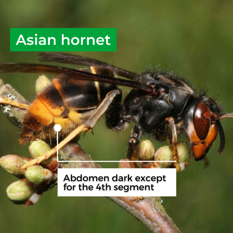 DefraGovUK's tweet photo. Do you know the difference between the Asian and European hornet? 
 
Asian hornet is an invasive non-native species and poses a real threat to honey bees and other pollinators. 
 
Swipe to learn the difference between these two species ⬇️ 

#INNSWeek