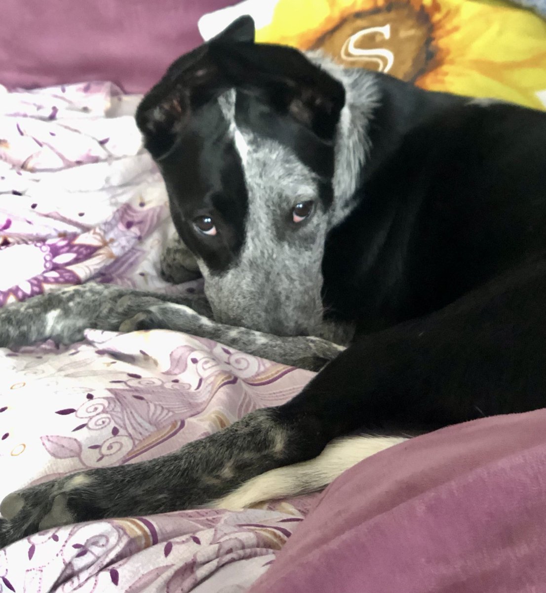 SafkhetC's tweet photo. ❤️❤️⁦@Mtn40A⁩ ⁦@shivani_1970⁩ ⁦@MsViciousVixen⁩ ⁦@JettuJagga⁩ ⁦@mprinvale⁩  ⁦@dogandpuplovers⁩ ⁦@dogcelebration⁩ https://t.co/Bf5vWnID9U