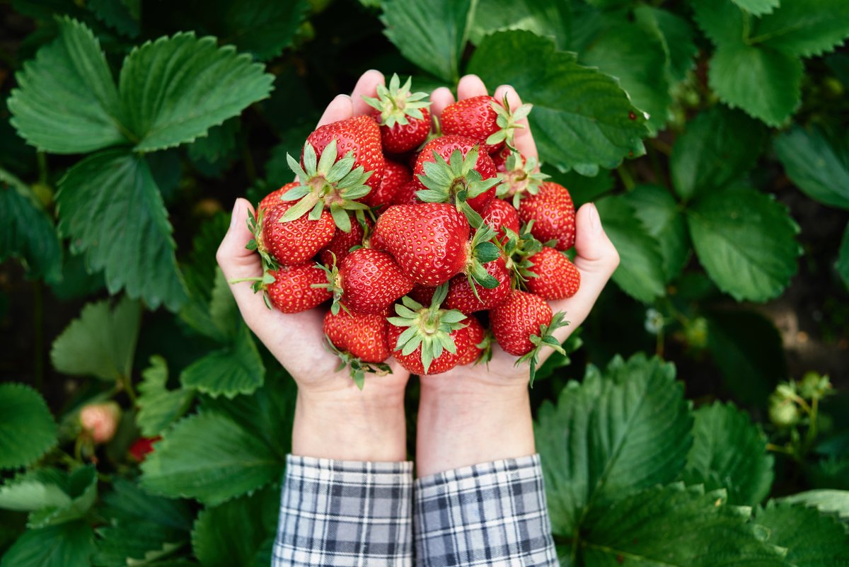 Balanceboxuk's tweet photo. It's strawberry season! 🍓 Health benefits include:

❤️ They are known to improve heart health
💉They can help improve blood sugar regulation
😀They are low in calories

#balancebox #mealdelivery #healthyeating #weightloss #diet #delicious #nutrition #nationalvegetarianweek https://t.co/aApxwgt5mf