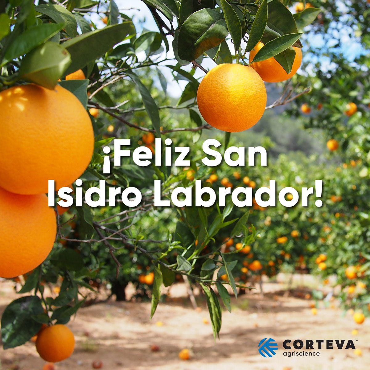 CortevaES's tweet photo. ¡Feliz Día de San Isidro Labrador, patrón de los agricultores y ganaderos!👩🏻🌾🐄💚
Hoy y siempre agradecemos a tod@s los que dedican su día a día al campo por su entrega y esfuerzo para alimentar al planeta🌎🌱
#SanIsidro23
#CultivandoElProgreso https://t.co/9W5rkP98qd