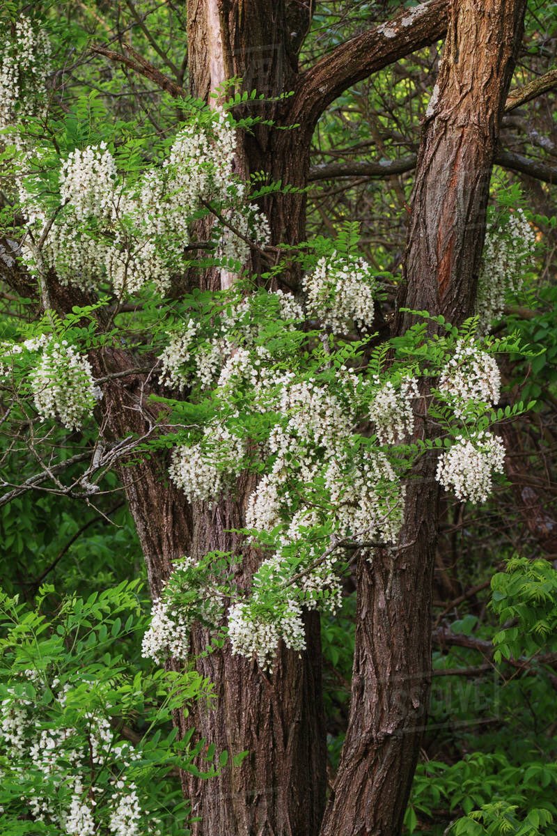 NomDeRonge's tweet photo. @BenOsick @poppy_haze it looks like black locust (robina pseudoacacia) - they’re blooming in philly r/n too https://t.co/JxEjhBcMRw