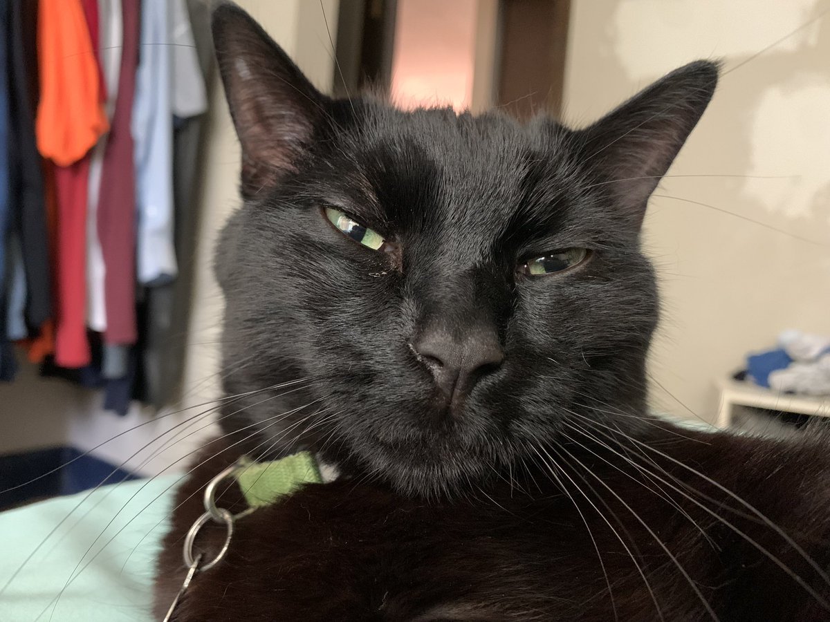 LibraryMelle's tweet image. If you see this tweet, QT with the most recent photo you took of your pet. No cheating.