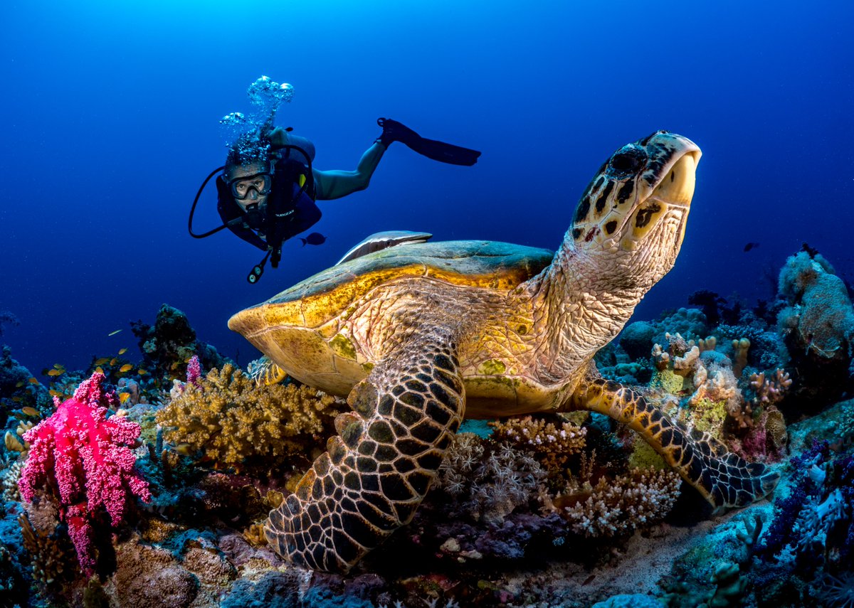 JohnPagano's tweet photo. Proud to reveal the findings of one of the world’s largest environmental surveys of wildlife ecosystems conducted by a developer. The study highlights the importance of our environmental protection &amp; regeneration efforts at @VisitRedSea &amp; @Amaala.

Report: https://t.co/eLPzKCZE4r https://t.co/9YdKq3skFr