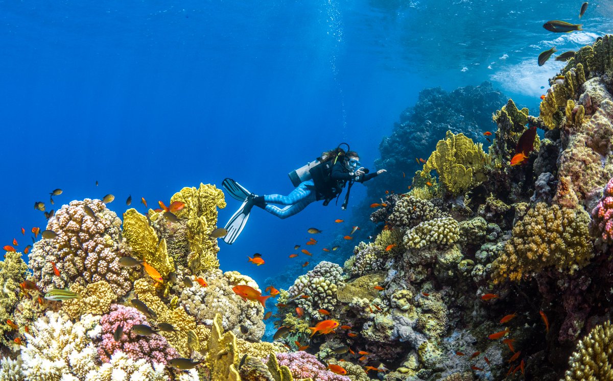 JohnPagano's tweet photo. Proud to reveal the findings of one of the world’s largest environmental surveys of wildlife ecosystems conducted by a developer. The study highlights the importance of our environmental protection &amp; regeneration efforts at @VisitRedSea &amp; @Amaala.

Report: https://t.co/eLPzKCZE4r https://t.co/9YdKq3skFr