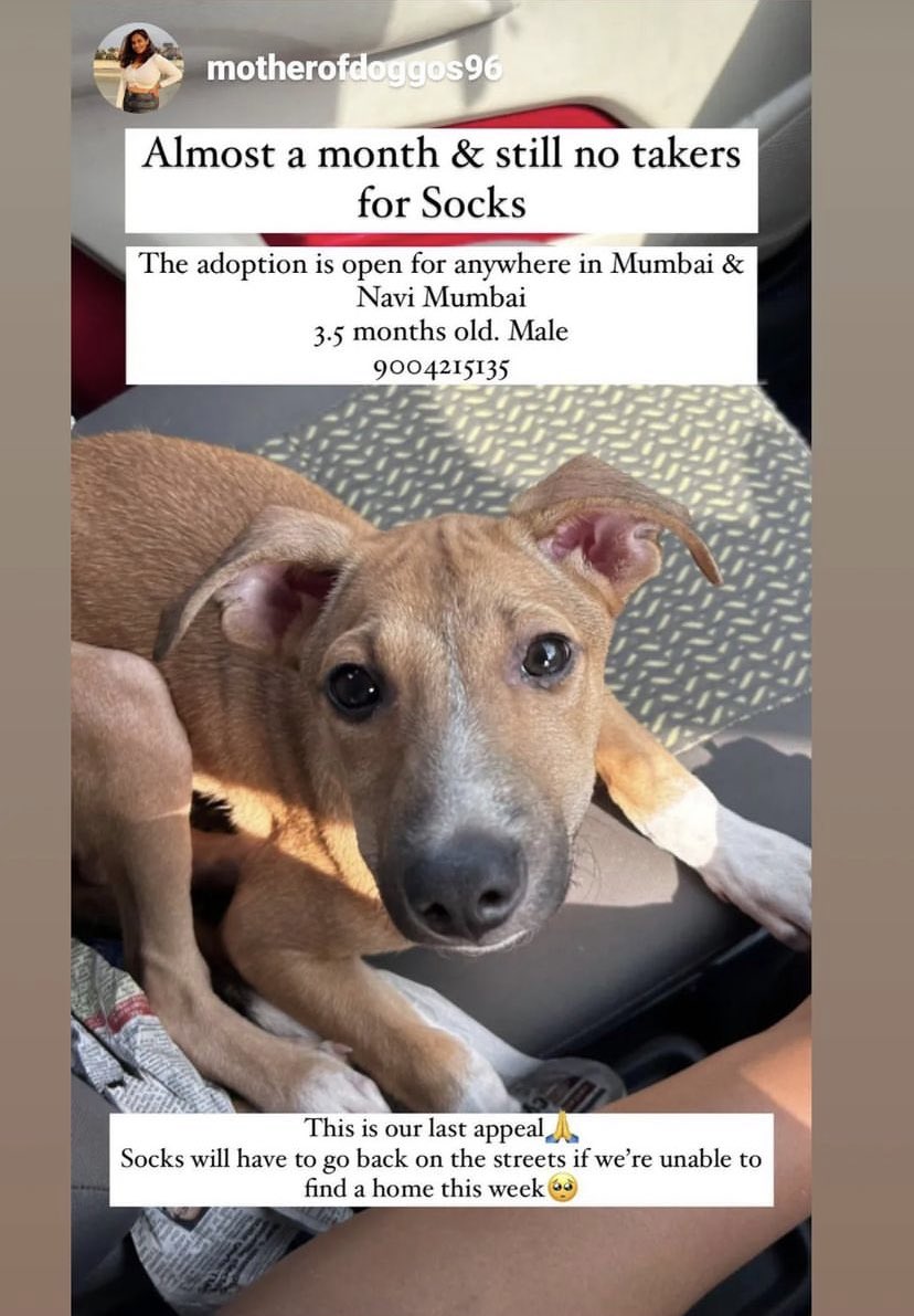 #Mumbai #NaviMumbai please give Socks a chance! He will have to go back to the streets if not adopted! Please considering taking him home! If you can’t adopt, at least share his appeal with friends and family and RT! #India #adoptdontshop