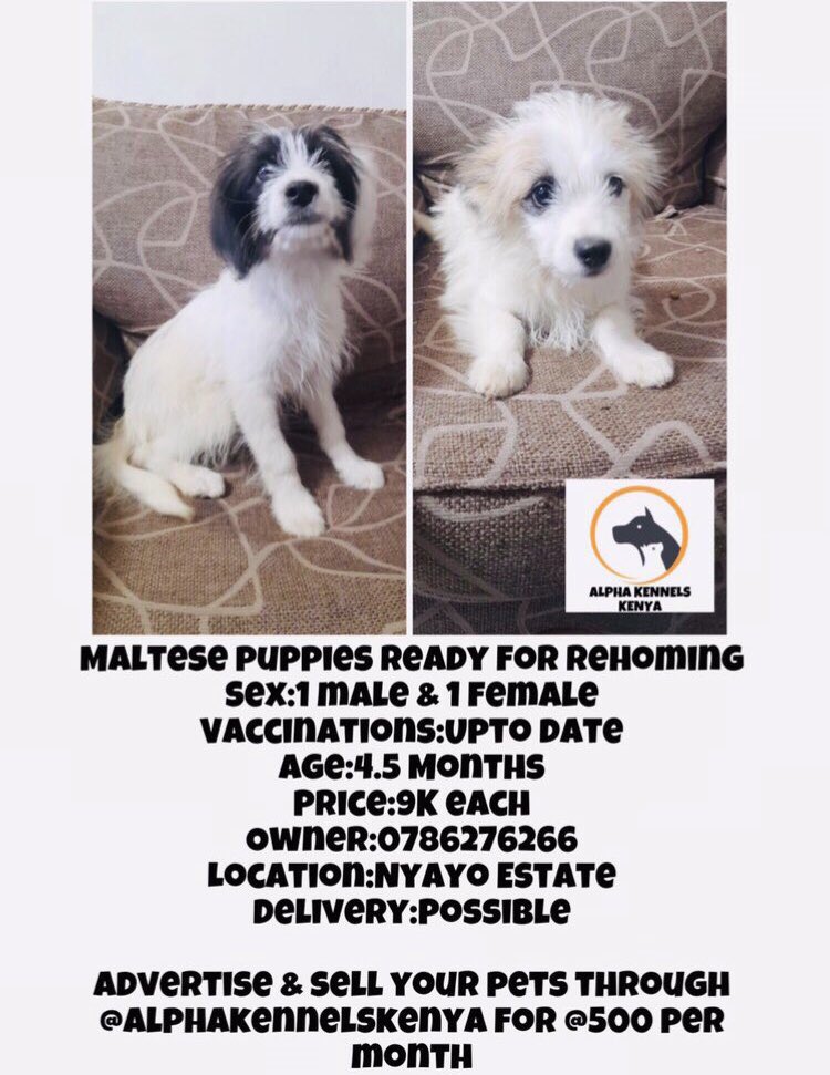 Alpha Kennels Doggy AirBnB (alphakennelske) / Twitter