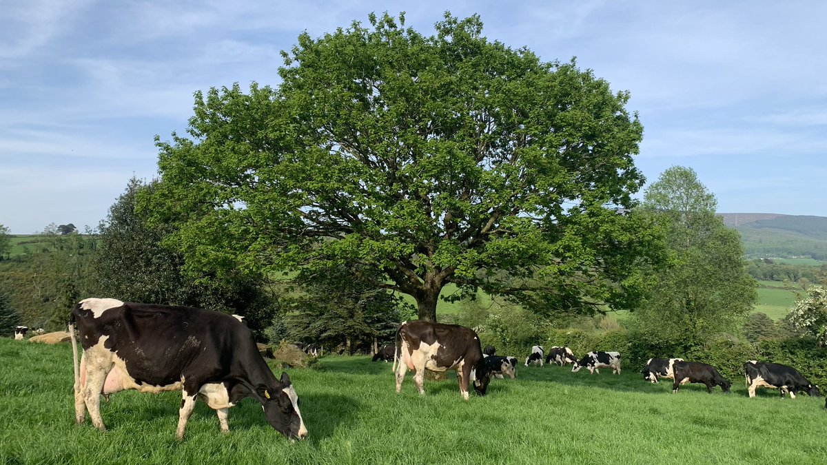 So proud to play our part in the @agriculture_ie trade mission in China this morning 🇨🇳 while back home on the farm the beautiful May sunshine is beaming down on our ladies☀️🐄 
#baileysfarm #dairyfarm #irishdairy #grassfed #trademisson #irishexports #china #Ireland🇮🇪
@Bordbia