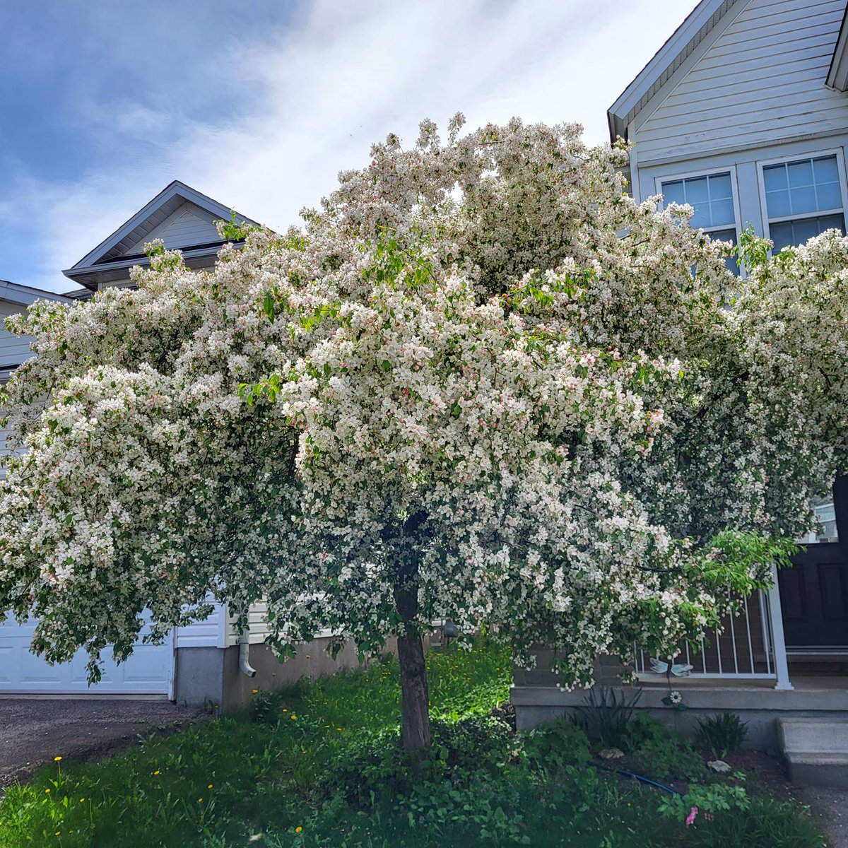 Lindakx947's tweet photo. This tree sits on our front lawn and I can't help but smile each time I look at it. #crabappleblossom #springisbeautiful Our Monday together is underway with coffee in hand ☕️, plenty of sunshine ☀️ and the best in Country @KX947 🎶 https://t.co/nCAAV0UFHO