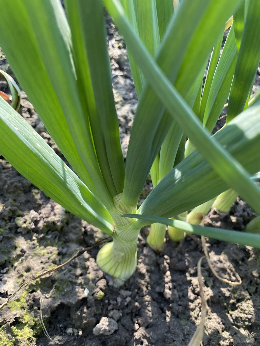 Schouten_Thijs's tweet photo. Winteruien beginnen te bollen #redspring @DeGrootenSlot https://t.co/58GHhRyab7