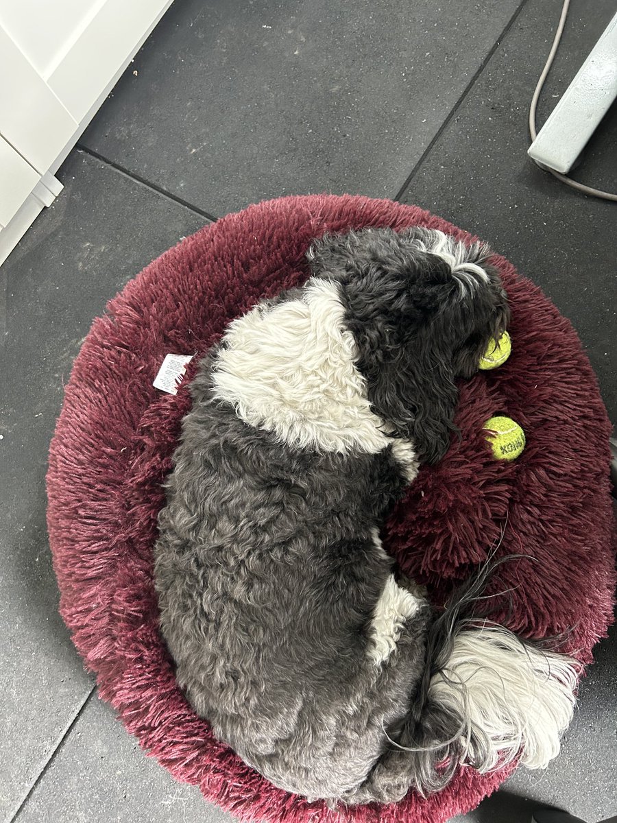 Nice to have company in my home office, one of his three dog beds in the house