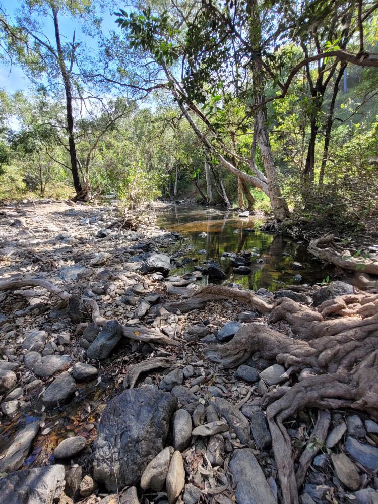 Mt Gibson camera traps are being processed as we speak. We placed them throughout the reserve, focusing on areas that would be hot spots for a range of cryptic critters.