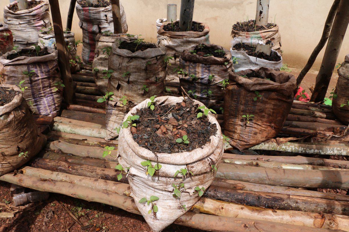 UNICEF_Burundi's tweet photo. @NgoziProvince @unicefaustralia @johnunicef @nat_d_meyer @UN_Burundi @MagazineJimbere @YBurundi @RTNBurundi @UNICEF_FR "We learned how to grow vegetables in small spaces like in sacks," Don Precieux, 14, #ECOFO Kabari, #Ngozi.
👉THX to #Creatable project funded by @unicefaustralia, students learn innovative farming practices; which has a positive impact in their lives & that of their community. https://t.co/AZL1ib7KLl