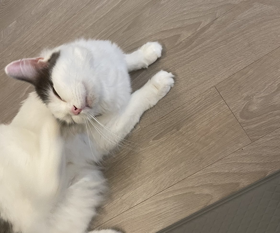 puppppysh's tweet photo. 웅니 약바른곳 넘 간지러 긁적긁적 https://t.co/NQyFhw0NIf
