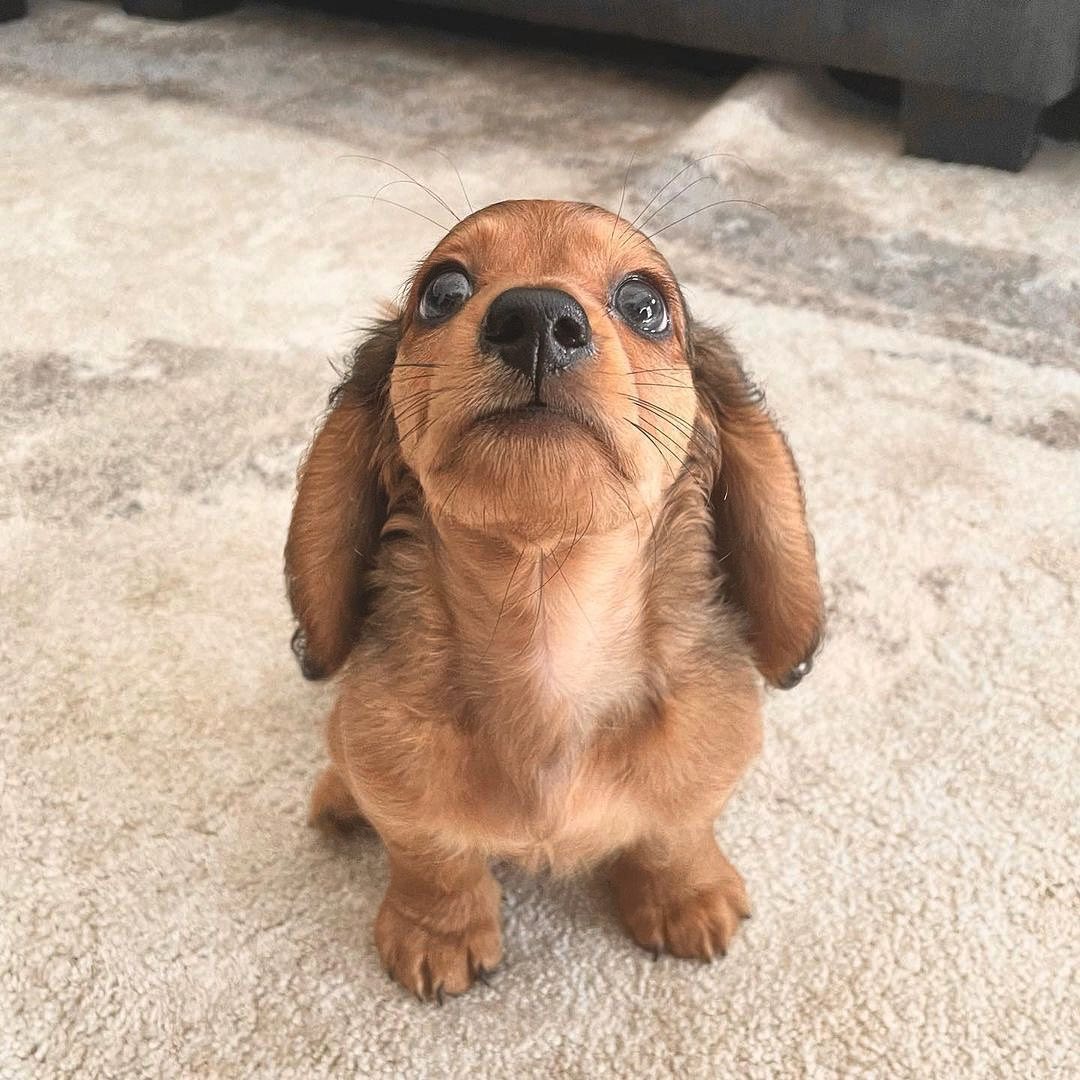Alyssa_Anna19's tweet photo. #dachshund #dachshundsotwitter #dachshundlove #dachshundpuppy #dachshundoftheday #miniaturedachshund #minidachshund #dachshunds #dachshundappreciation #dachshundlife #dachshundsonly #dachshund_love #dachshunddaily #dachshund_world #Dachshund #Dachshunds https://t.co/cchBwIRIjd
