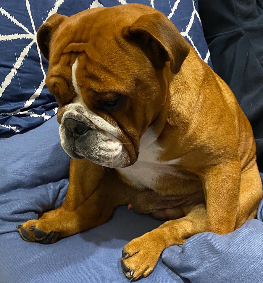 #bulldoglover #bulldog #bulldoglover #dogsoftwitter