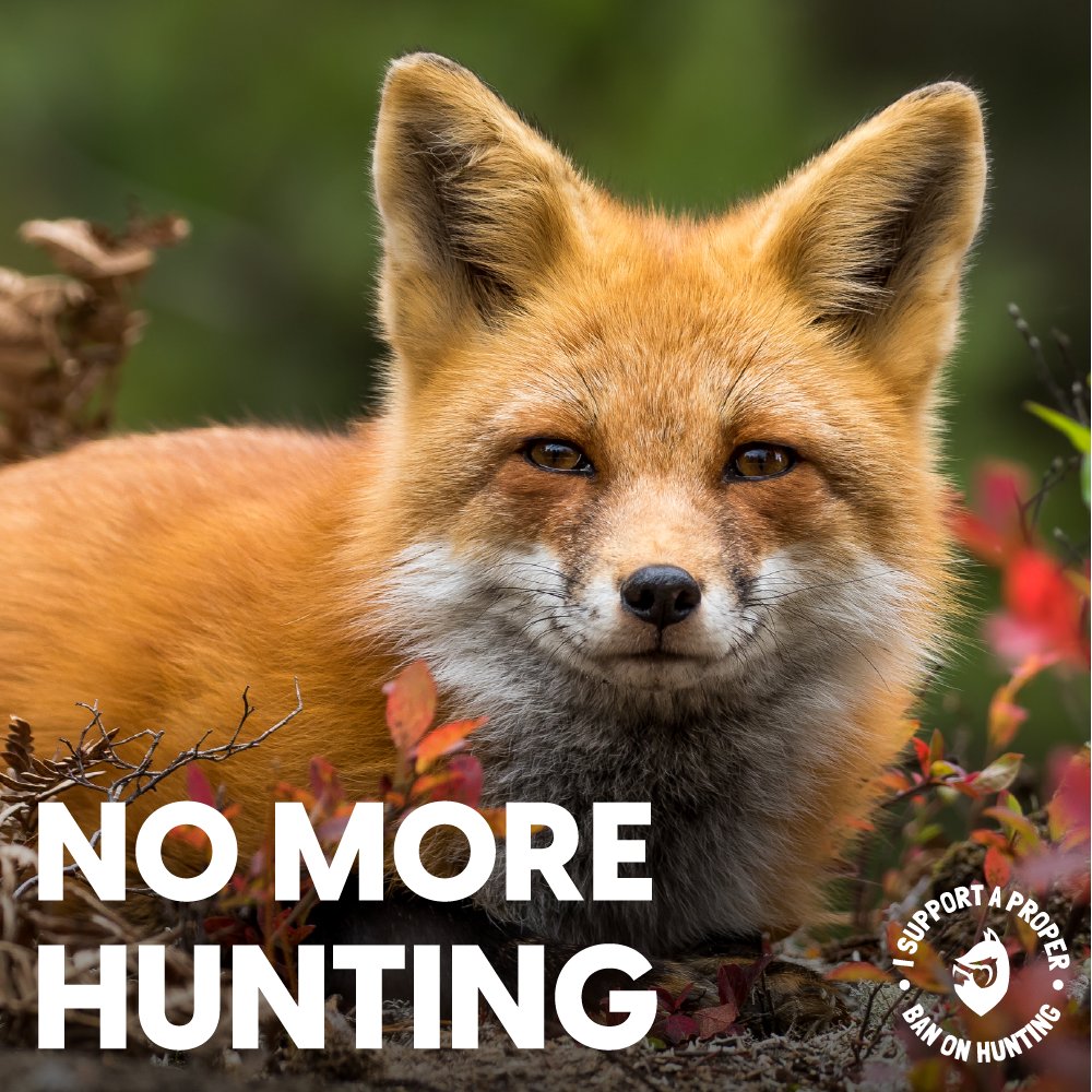 Protect the Wild on Twitter "Animals deserve to live without fear of