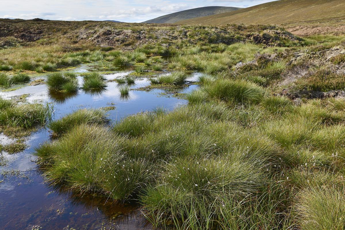 Join the #PeatlandACTION team!
We're seeking a Data Officer to support management and analysis of data from survey and monitoring of hydrological, vegetation, #peat depth and water chemistry features along with drone and ground photography

👉ow.ly/VwAs50OnHhj
🕑26 May 2023