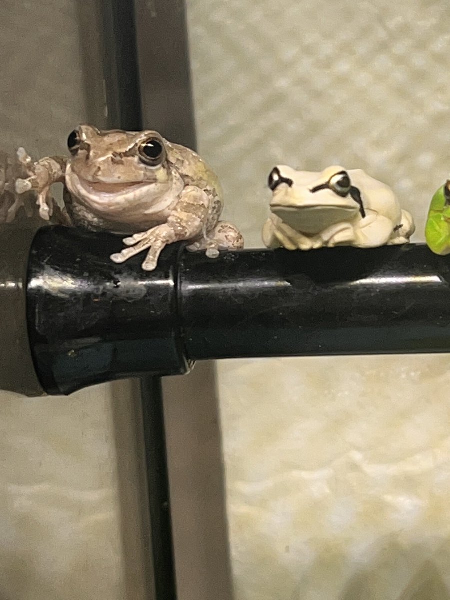Cava84182257's tweet photo. 性器の大発見かもしれん！！ 

カエルのガチャを並べておいたらアマガエルが一緒に並ぼうとする！！

結論、アマガエルは匂いや動きで仲間と認識するのではなく、色や形で仲間と判断するという解釈に至りました！！ https://t.co/Fkqh9xW5XR