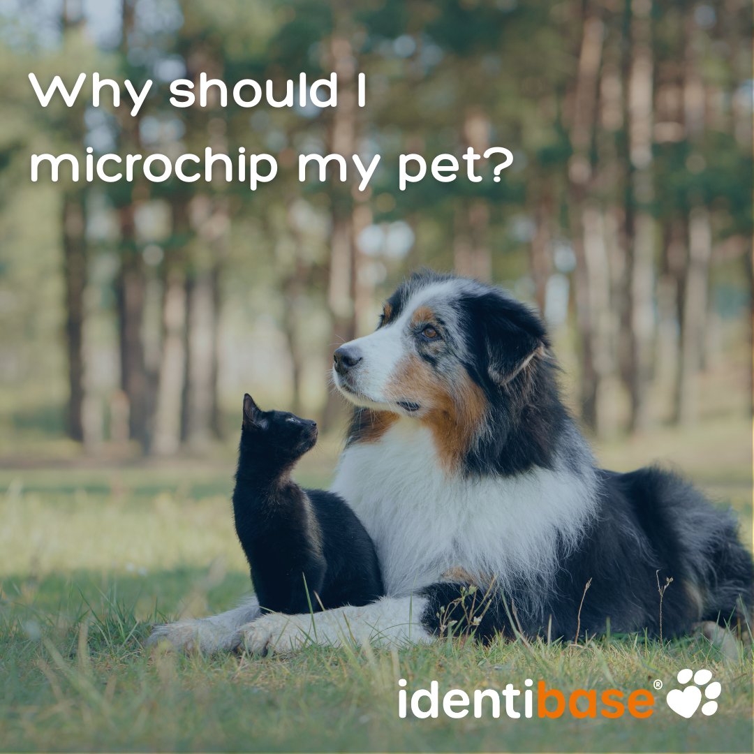 At @identibase we're all about protecting pets beyond the microchip. Take a look to learn why you should microchip your pets!👇 #CatMicrochipping #DogMicrochipping