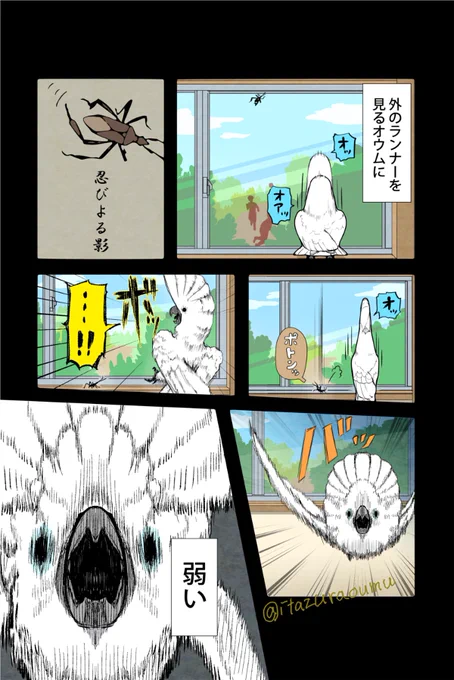 鳥だけど 虫が苦手な 我が家のオウム